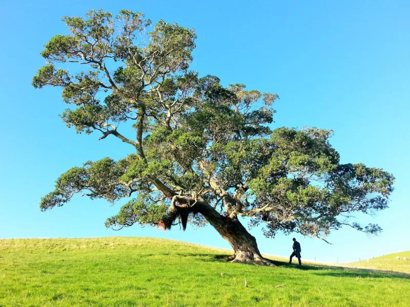 Tree Care from a Sustainable Contractor’s Perspective: Craig Brett’s Guide to Greener Growth