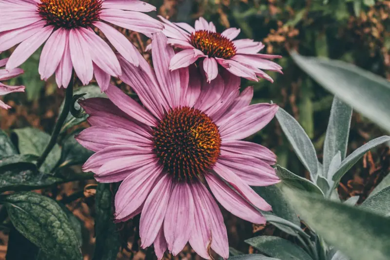 Creating a Low‑Maintenance Native Landscape That Thrives in Urban Spaces